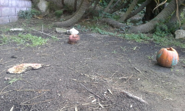 Empowering Parents to Teach- Pumpkin experiment- decomposition