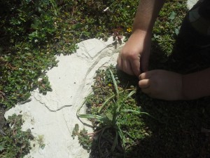 My four year finding bugs. We saw a cool centipede!