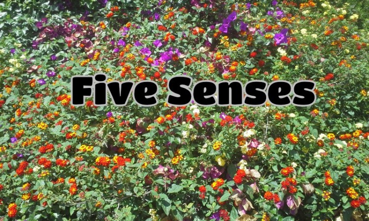 Empowering Parents to Teach- Five Senses