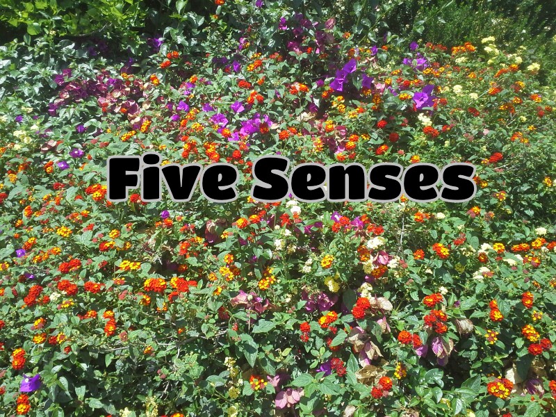 Empowering Parents to Teach- Five Senses